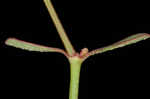 Coastal sand spurge